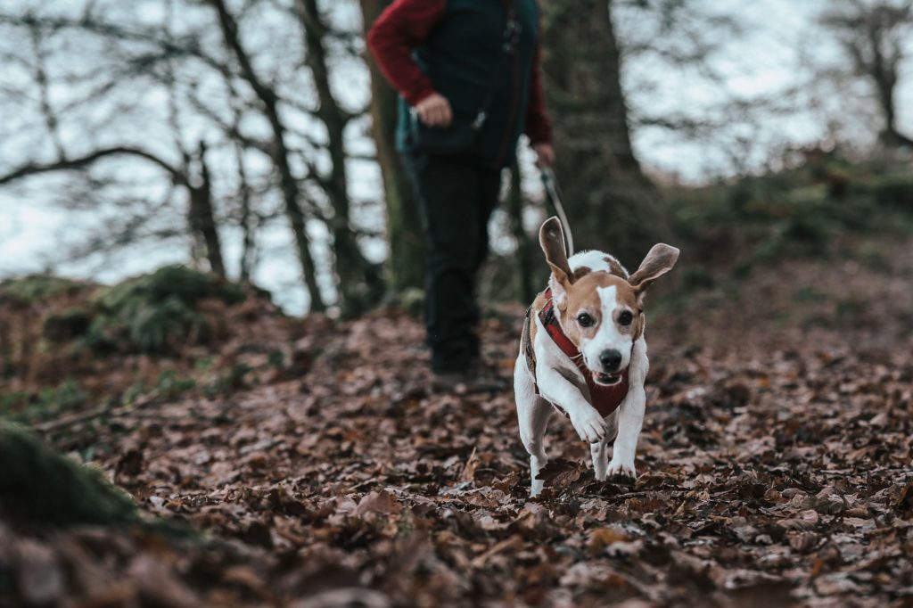 Beagle