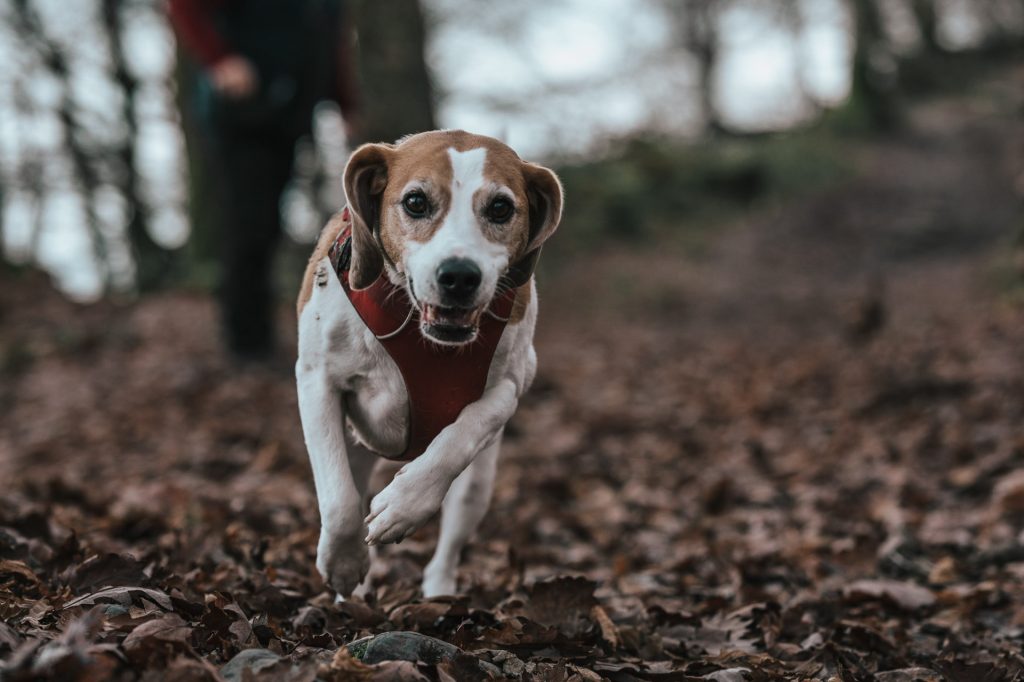 Beagle running